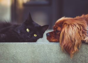 echtscheiding en huisdieren