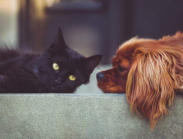 echtscheiding en huisdieren